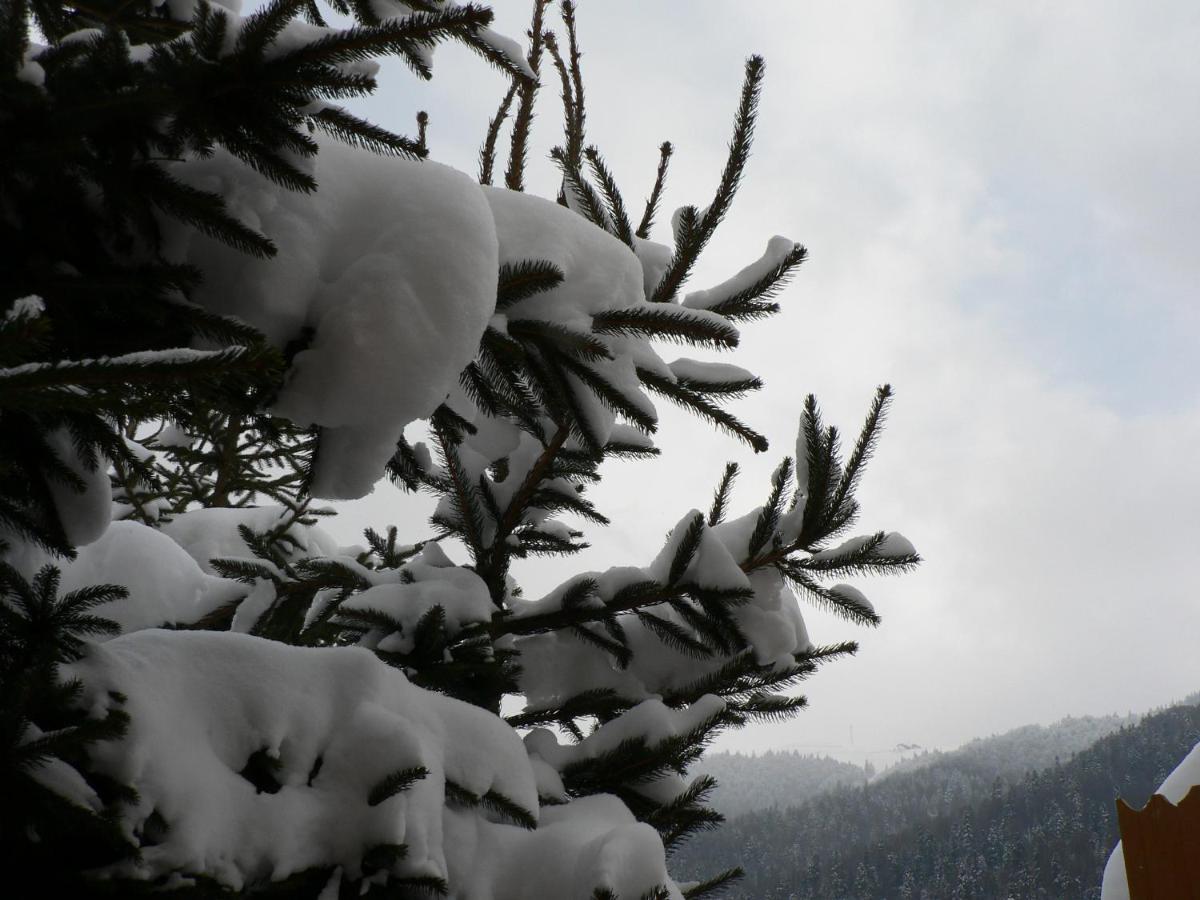 Flora Alpina Hotell Azuga Eksteriør bilde